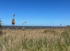 Meer